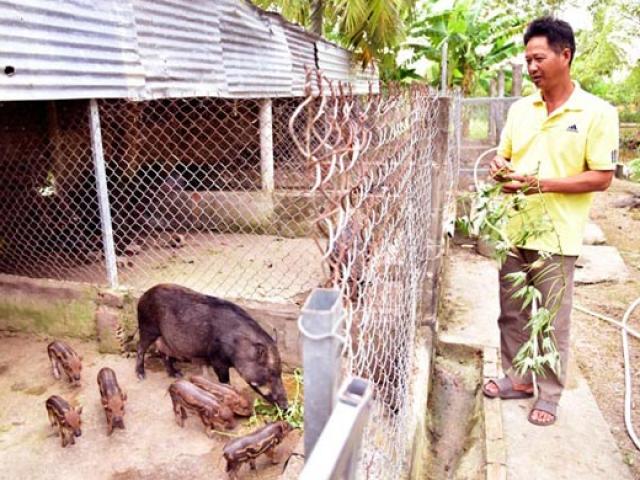 Thị trường - Tiêu dùng - Kiên Giang: Nuôi heo rừng cho ăn rau lang, thu lời 200 triệu mỗi năm