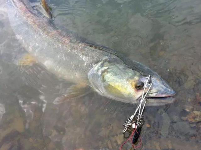 Thị trường - Tiêu dùng - Loại cá có đầy ở Việt Nam một thời bị ghét nay được ưu ái với giá cao