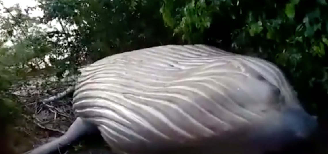 Sốc khi phát hiện xác cá voi khổng lồ trong... rừng Brazil - 2