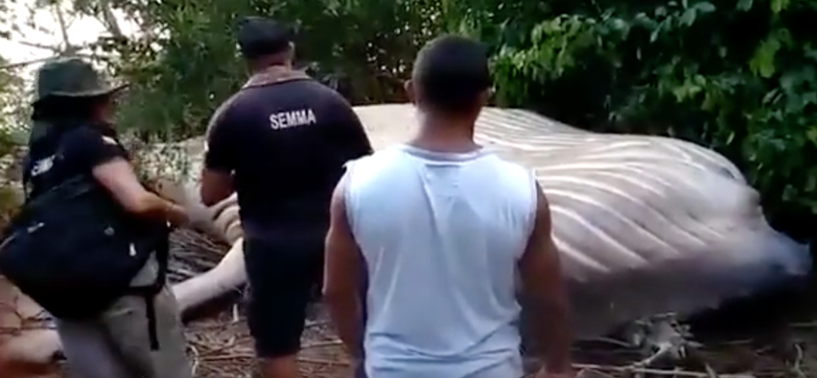 Sốc khi phát hiện xác cá voi khổng lồ trong... rừng Brazil - 1