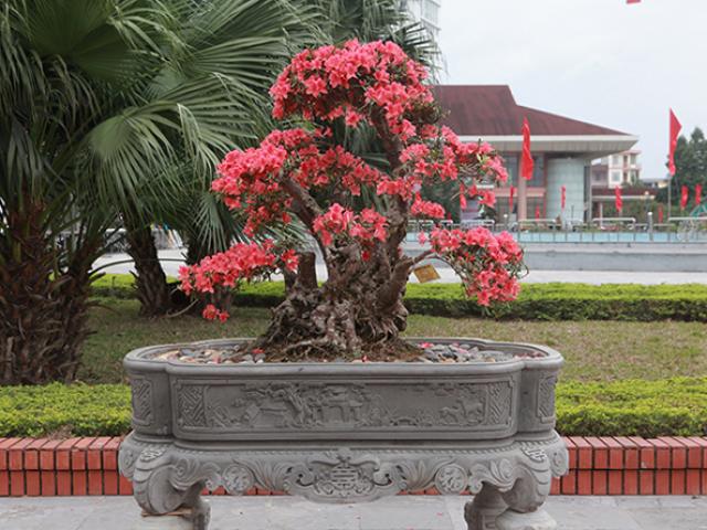 Thị trường - Tiêu dùng - Ngắm nhìn "nữ hoàng quyên" cổ thụ có giá gần tỷ đồng