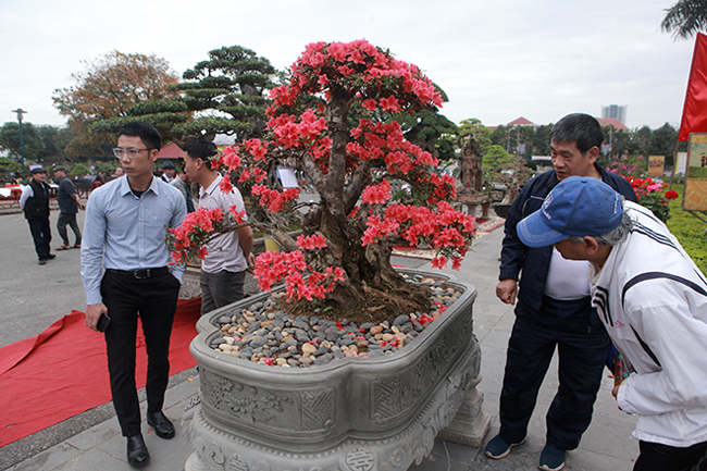 Tại triển lãm cây cảnh tỉnh Bắc Ninh, cây đỗ quyên cổ thụ, hoa nở đỏ rực thu hút sự chú ý của du khách, giới chơi cây.