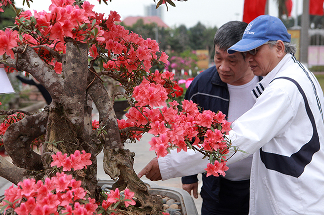 Đỗ quyên cổ thụ này là đỗ quyên có nguồn gốc bên Lào,&nbsp; ở Việt Nam giống cây này gần như đã tuyệt chủng. Để sở hữu được cây đỗ quyên cổ thụ này, anh Thành phải sang tận bên Lào mua lại của những người dân tộc bên đó.