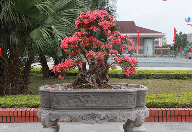 Cây đỗ quyên này khoảng 400 tuổi, đường kính gốc 46cm, cao 120cm, tán rộng 140cm, dáng cây uốn lượn, &nbsp;hoa nở đỏ rực từ gốc lên ngọn được chào bán với giá 860 triệu đồng.