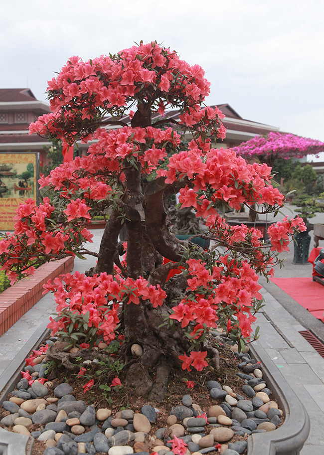 Hoa thường nở vào đúng dịp Tết Nguyên Đán, do đó, đây cũng là loại hoa được nhiều gia chủ trưng vào dịp Tết.