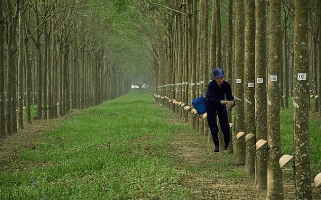 Làm ăn èo uột, đại gia Bình Dương bán cây “vàng trắng” thu hơn 400 tỷ - 1
