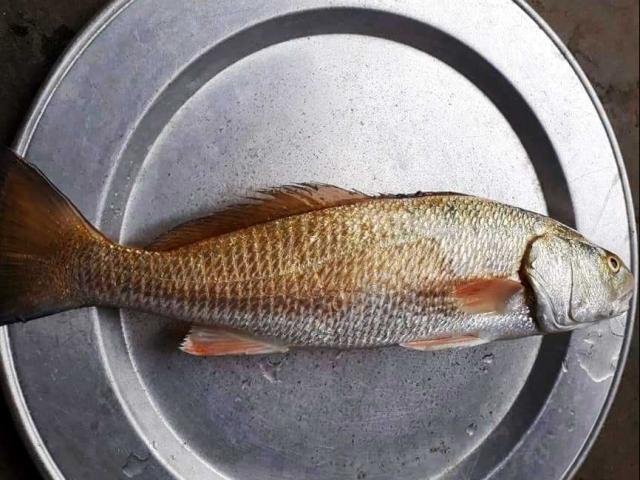 Tin tức trong ngày - Định xẻ thịt cá để ăn, phát hiện thứ nghi là "quý hơn cả vàng"