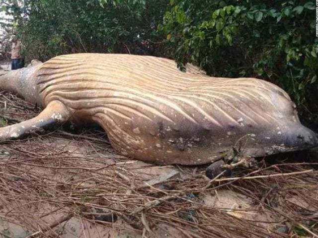 Thế giới - Vì sao xác cá voi dài 8 mét được tìm thấy trong rừng Brazil?
