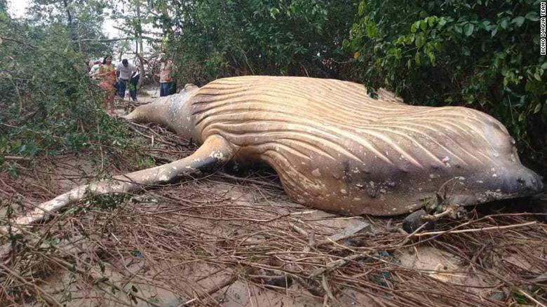 Vì sao xác cá voi dài 8 mét được tìm thấy trong rừng Brazil? - 1