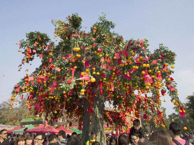 Du lịch - Cây nguyện ước linh thiêng nhất xứ cảng thơm