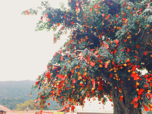 Cây nguyện ước linh thiêng nhất xứ cảng thơm - 1