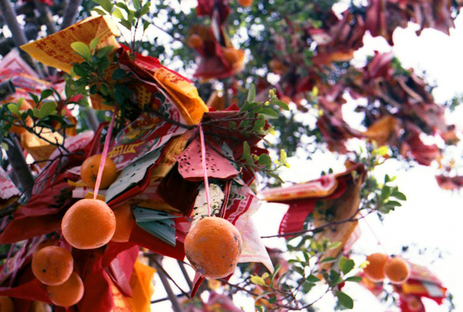 Cây nguyện ước linh thiêng nhất xứ cảng thơm - 4