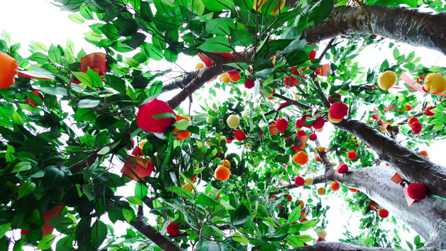 Cây nguyện ước linh thiêng nhất xứ cảng thơm - 3