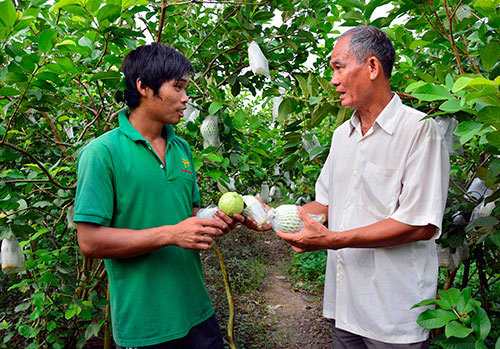 Kiên Giang: Thấy giống ổi lạ, mua về trồng, không ngờ lại bán chạy - 1