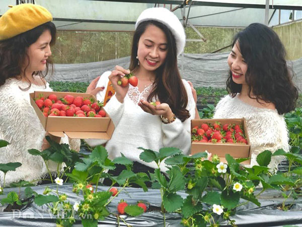 Bỏ việc nhà nước, cắm sổ đỏ trồng dâu tây, khách nườm nượp - 7