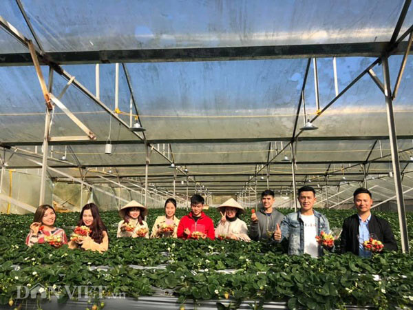 Bỏ việc nhà nước, cắm sổ đỏ trồng dâu tây, khách nườm nượp - 9