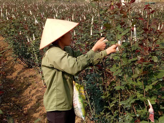 Gái đảm lên núi trồng hoa hồng, lãi hơn 300 triệu đồng mỗi năm - 1