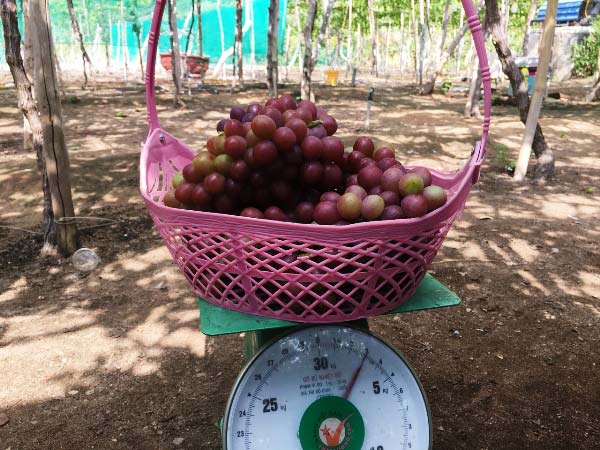 Kiếm tiền từ vườn nho rõ đẹp, khách tới ăn ngay tại vườn - 6