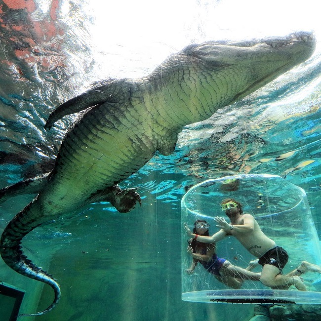 Chắn trải trải nghiệm cảm giác mạnh này không dành cho người yếu tim. Con cá sấu khổng lồ này hiện đang sống ở Crocosaurus Cove, Úc.