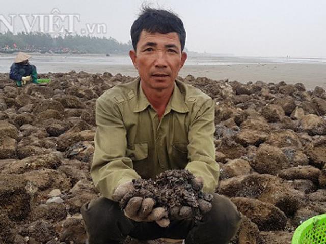 Thị trường - Tiêu dùng - Nam Định: Săn "lộc biển" bé tin hin, bám ở đá, kiếm nửa triệu/ngày