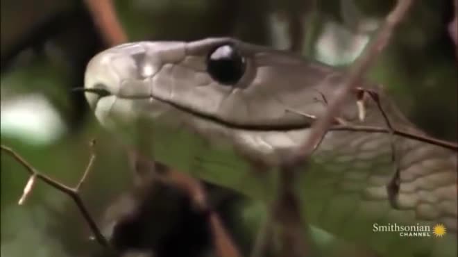Video: Trận tử chiến ác liệt giữa cầy mangut và rắn mamba đen kịch độc - 1
