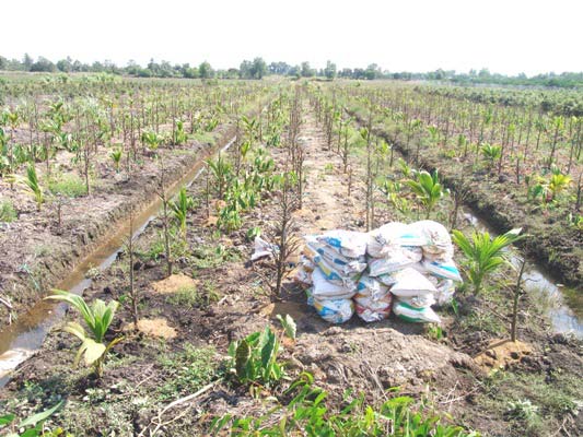 Thu hàng tỷ đồng từ trồng mai vàng đón đầu dự án quy hoạch - 2