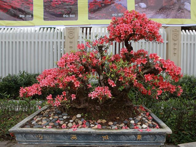 Thị trường - Tiêu dùng - Đã mắt với những cây đỗ quyên cổ thụ đẹp "chưa từng thấy", có giá bạc tỷ ở Việt Nam