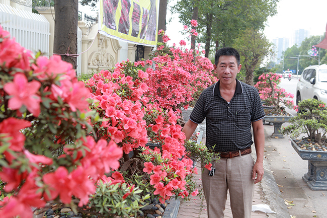 Anh Thành, thị trấn Sa Pa &#40;Lào Cai&#41;, chủ nhân của cây đỗ quyên cho biết, đây là những đỗ quyên đẹp nhất trong vườn cây đỗ quyên của anh mang xuống triển lãm tại Bắc Ninh. Hiện tại, trên Lào Cai, anh có khoảng 300 cây, toàn cây có tuổi đời lâu năm.
