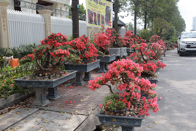 Dàn cây đỗ quyên bonsai đỏ rực cả một góc tại Triển lãm sinh vật cảnh tỉnh Bắc Ninh (2019) khiến nhiều người mê mẩn, ngỡ ngàng bởi đây là lần đầu tiên họ nhìn thấy những cây đỗ quyên cổ thụ đẹp đến như vậy.