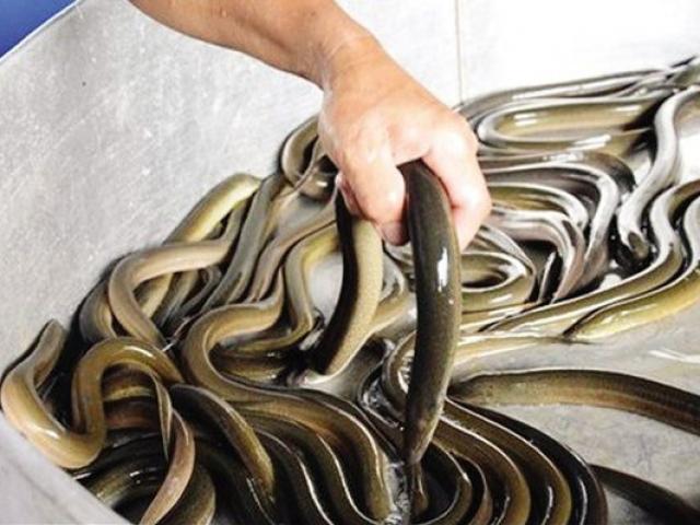 Ra ruộng lót bạt nuôi lươn đẻ, sau 8 tháng lời 150 triệu