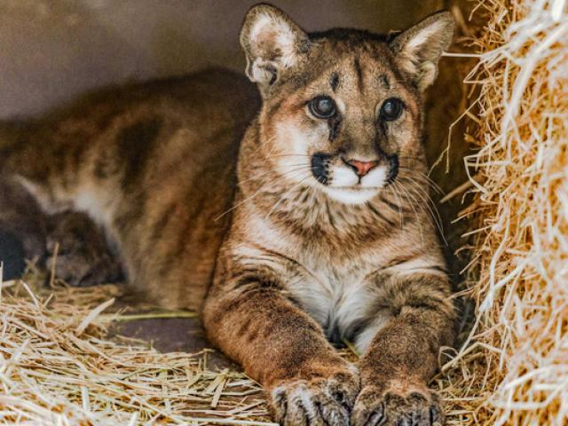 Thế giới - Tay không bóp chết sư tử núi, hóa ra là... "mèo con"