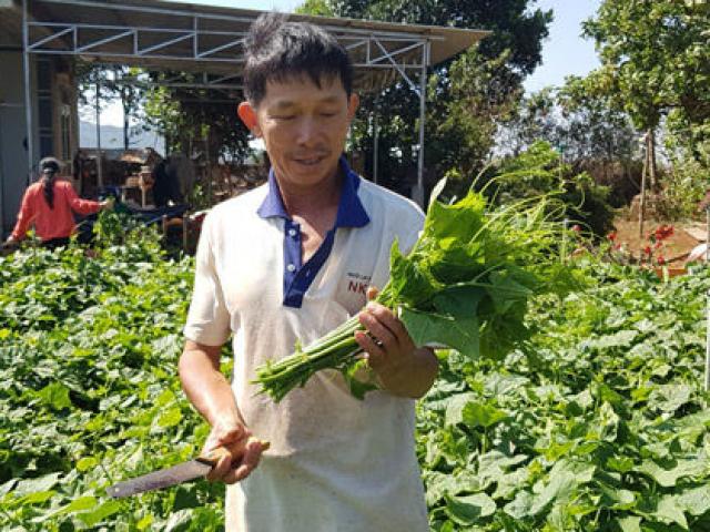 Thị trường - Tiêu dùng - "Bắt tay" doanh nghiệp làm rau bài bản, bán được giá mơ ước