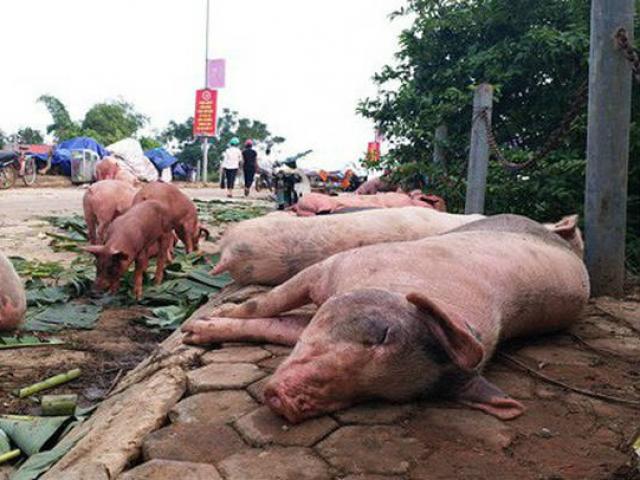 7 tỉnh mắc dịch tả lợn Châu Phi, kiến nghị hỗ trợ 70% giá thị trường