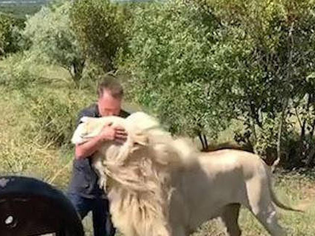 Media - Du khách liều mạng đến gần đàn sư tử trắng để chụp ảnh