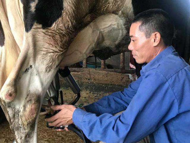 Thị trường - Tiêu dùng - Đổi đời nhờ 23 con bò sữa, "vắt" đều ra 2 triệu đồng mỗi ngày