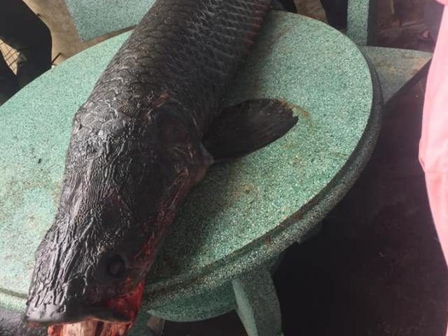 Hà Nội: Thực hư người dân bắt được cá hải tượng “khủng” trên sông Nhuệ
