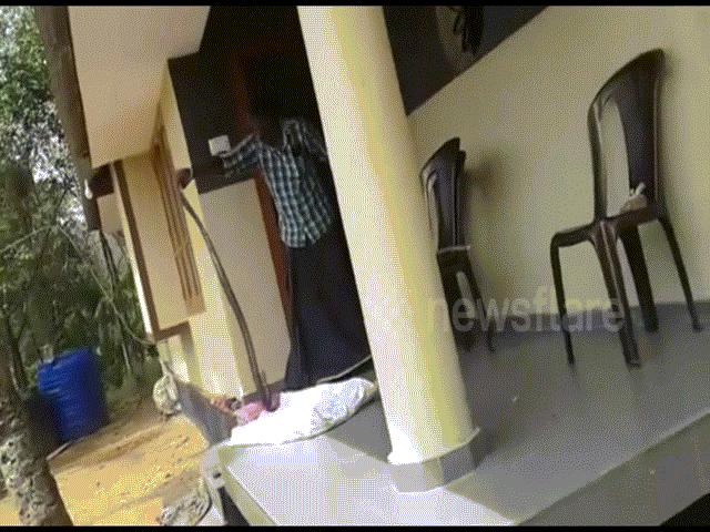 Thế giới - Ấn Độ: Liều mạng bắt rắn hổ mang, nhận bài học nhớ đời