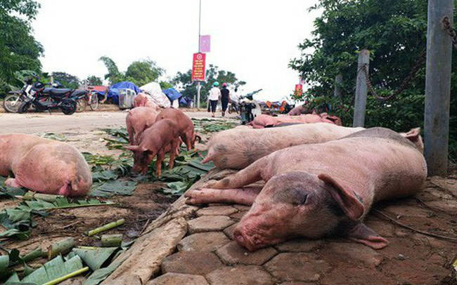 7 tỉnh mắc dịch tả lợn Châu Phi, kiến nghị hỗ trợ 70% giá thị trường - 1
