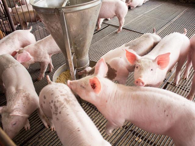 Thị trường - Tiêu dùng - Giá heo hơi hôm nay 4/3: Lợn hơi miền Bắc "đổ bộ" miền Nam, thương lái lời cao