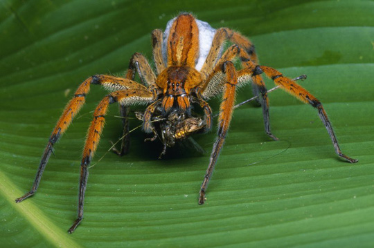 Chữa "bản lĩnh đàn ông" bằng… nhện độc - 2