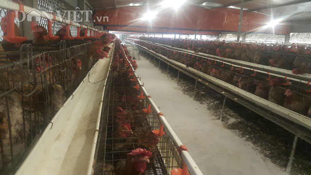 Lạ mà hay: Nuôi gà lai chọi đẻ khỏe, bỏ túi vài trăm triệu đồng/năm - 4