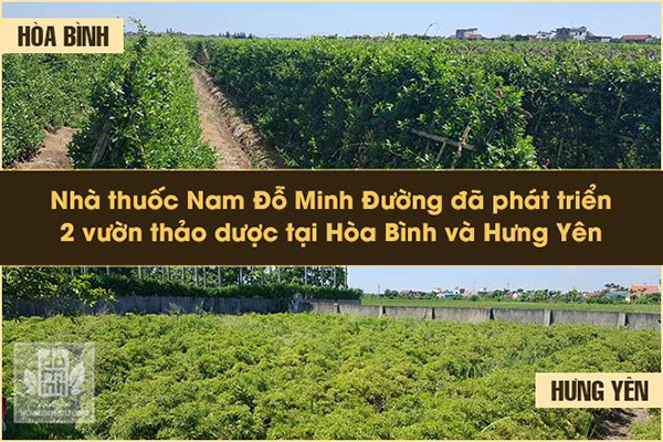 Đỗ Minh Đường - Nhà thuốc gia truyền uy tín, đồng hành cùng VTV2 chăm sóc sức khỏe người Việt - 3