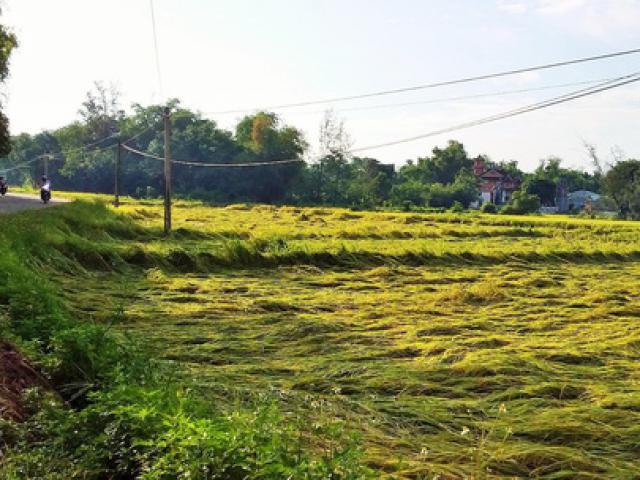 Tin tức trong ngày - Kéo điện bẫy chuột, vợ chết, chồng nguy kịch