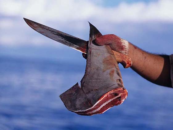 Vây cá mập: món ăn tàn nhẫn đẩy loài cá này vào chỗ tuyệt chủng - 1
