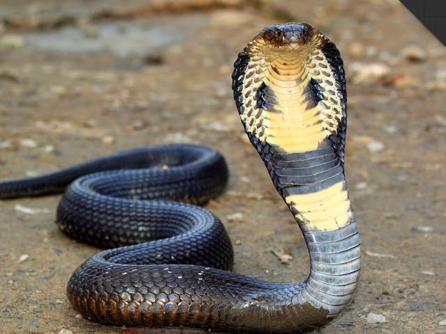 Thế giới - Thái Lan: Ngủ cả đêm mà không biết "tử thần" nằm dưới đệm