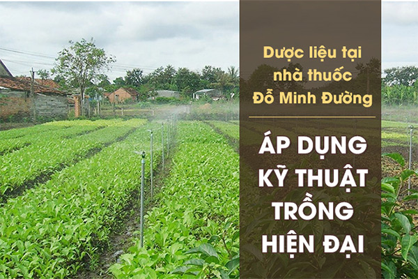 Thầy thuốc  Đỗ Minh Tuấn mách bạn cách phân biệt “Dược liệu sạch - Dược liệu bẩn” - 3