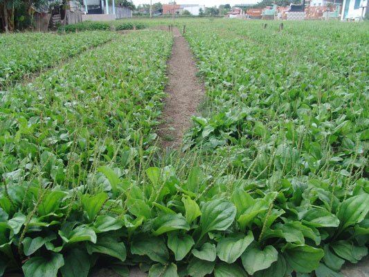 Nắng nóng, giá rau mát lên “đỉnh”, nông dân hốt bạc triệu mỗi ngày - 7