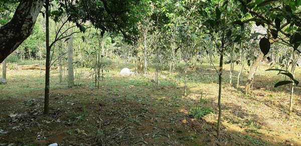 Rau sắng chùa Hương 250.000 đồng/kg, không có đủ bán - 3