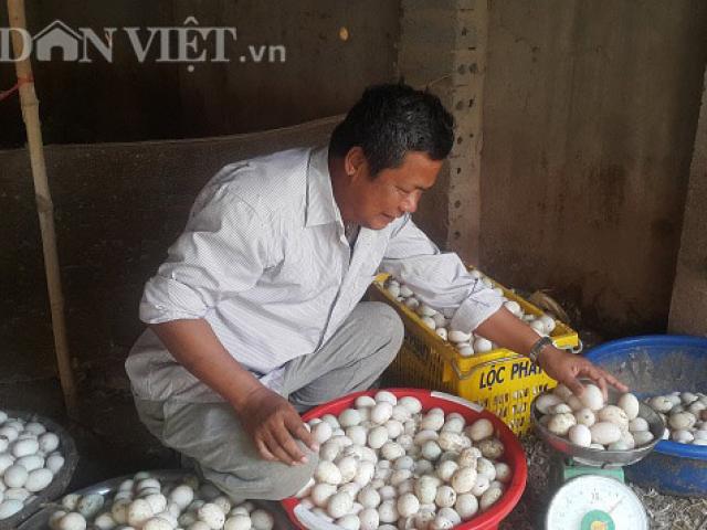 Thị trường - Tiêu dùng - Sau Tết, nông dân lỗ tiền triệu/ngày vì giá trứng còn 1.000 đ/quả