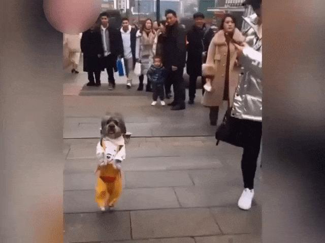 Video Clip Cười - Hậu quả khôn lường của việc đi đường mải ngắm gái